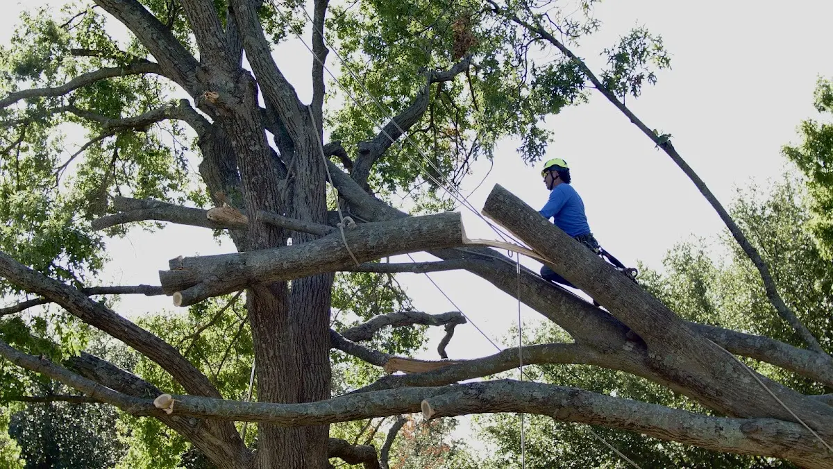 Professional Crown Thinning performed by certified arborists in Maribel